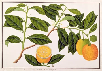 Lemomanies Macao-Macao Orangen, aus Zeichnungen von Pflanzen aus Malakka, ca. 1805-18